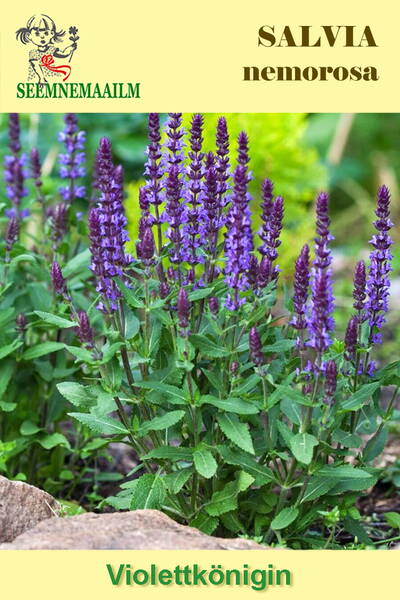 Stäppsalvia "Violet Queen"